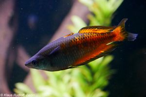 멜라노타에니아 파킨소니