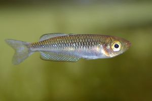 다이아몬드 레인보우