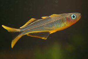 포폰데타 후르카타