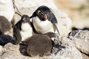 새끼 바위뛰기펭귄, 포클랜드 제도 뉴아일랜드