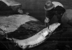 1950년 이탈리아 포강에서 철갑상어 낚시