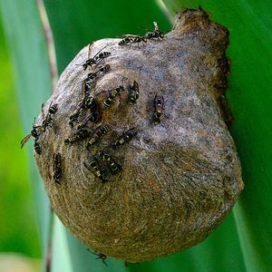 꿀을 만드는 말벌 Polybia의 집