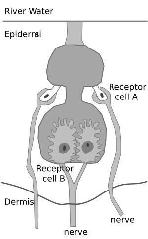 모르미로마스트, 코끼리고기과 어류에서만 발견되는 전기수용체의 일종