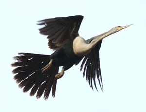 날아오르는 암컷 뱀목가마우지 (A. anhinga)
