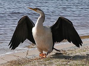 날개를 말리는 암컷 호주가마우지(Anhinga novaehollandiae)