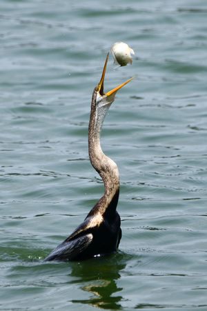인도에서 물고기를 공중으로 던져 삼키는 뱀목가마우지류