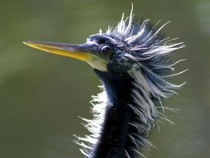 번식 깃털을 가진 수컷 뱀목가마우지(A. anhinga)