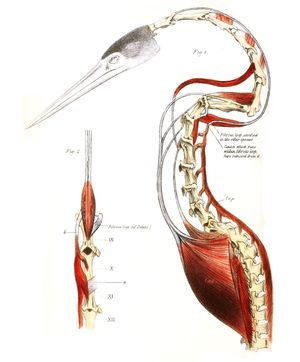 목뼈, 힘줄, 근육을 보여주는 그림으로, 쭉 뻗은 척추뼈(3–8)가 날카로운 움직임을 가능하게 한다. 척추 뒤로 뻗어있는 힘줄은 짧아진 아홉 번째 척추뼈의 섬유질 다리("뢴트겐의 다리") 아래로 지나간다.