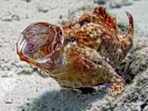 턱을 정렬하는 긴꼬리씬벵이