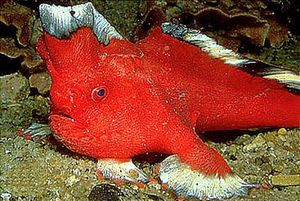 붉은손물고기, Thymichthys politus