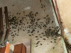 군생하는 갯강구(가나가와현·에노시마)