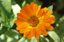 칼렌드산은 금잔화(Calendula officinalis)에서 얻을 수 있다.