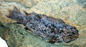 에우스테놉테론 푸르드아이