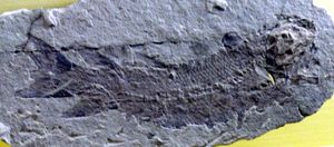 베를린의 자연사박물관에 전시된 에우스테놉테론 푸르드아이(Eusthenopteron foordi)