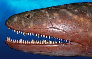 에우스테놉테론의 머리 모형