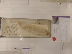 해삼의 항문에서 나오는 진주고기 보존 표본, 케임브리지 동물학 박물관