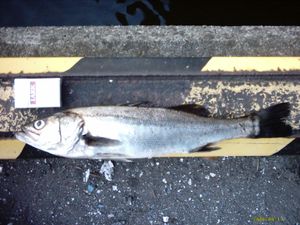 자포니카 농어(Lateolabrax japonicus)