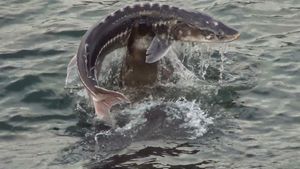 큰바다사자와 철갑상어