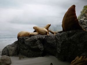 박제 표본, 브리티시 컬럼비아 왕립 박물관