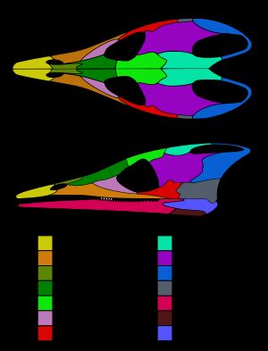파충류 Lazarussuchus의 눈물뼈