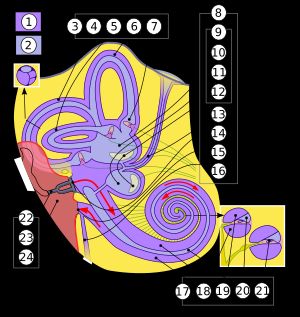 사람 속귀의 구조. 관자뼈는 노란색, 신경은 녹색, 뼈미로와 막미로 사이의 바깥림프공간(1)은 보라색, 막미로 안의 속림프공간(2)은 연보라색으로 나타내었다.