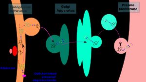 N-결합 당단백질의 생합성 경로: N-결합 글리칸의 합성은 소포체에서 시작하여 골지체에서 계속되고, N-결합 당단백질이 분비되거나 세포막에 삽입되는 세포막에서 끝난다.