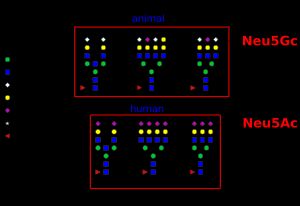 사람과 동물 세포에서 생산되는 당쇄의 차이. 사람 세포는 Neu5Gc 캡을 갖지 않는다.