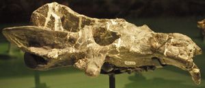 로열 온타리오 박물관에 전시된 엑사에레토돈의 두개골