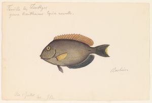 1865년 자크 부르크하르트가 그린 Acanthurus의 수채화.
