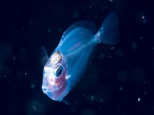 모로타이 근처의 미확인 Acanthurus의 아크로누루스 단계