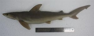 말레이시아에서 발견된 Carcharhinus sealei, 두 번째 등지느러미의 유사한 표시는 형태학적 식별을 C. tjutjot와 중복되게 한다.