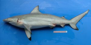 우아한상어 (Carcharhinus amblyrhynchoides)