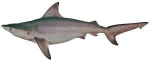 돼지눈상어 (Carcharhinus amboinensis)