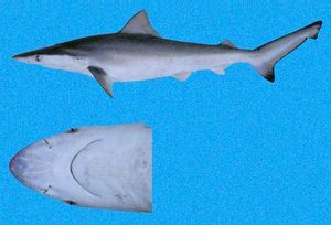 태평양꼬리상어 (Carcharhinus cerdale)