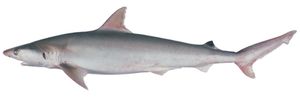 오스트레일리아 검은반점상어 (Carcharhinus coatesi)