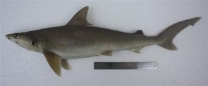 흰뺨상어 (Carcharhinus dussumieri)