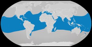 백기흉상어 분포 지역