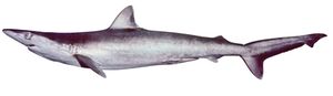 단단코상어 (Carcharhinus macloti)