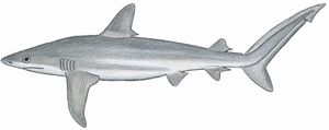 카리브상어 (Carcharhinus perezii)