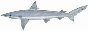 작은꼬리상어 (Carcharhinus porosus)