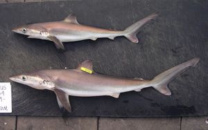 밤상어 (Carcharhinus signatus)