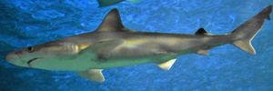 인도네시아상어 (Carcharhinus tjutjot)