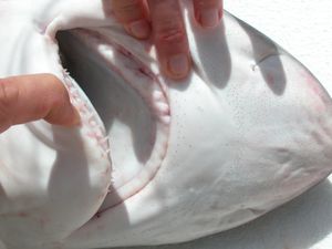 산호상어의 아래턱 이빨은 위턱 이빨보다 가늘다.