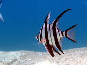 제2 등지느러미는 길고, 낫 모양이다