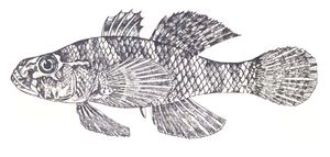 Butis koilomatodon}}<i>