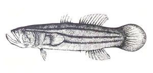 Odonteleotris polylepis}}<i>