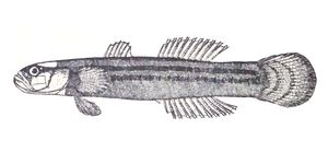 Parviparma straminea}}<i>