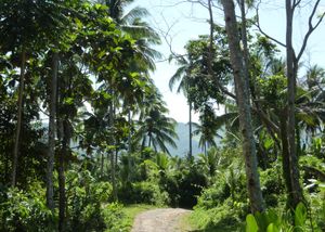 투보드 서쪽 언덕의 코코넛 나무