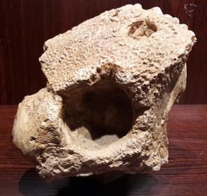 모식 표본 두개골의 주형