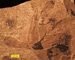 Lecthaylus gregarius는 일리노이주 실루리아기의 별벌레이다.